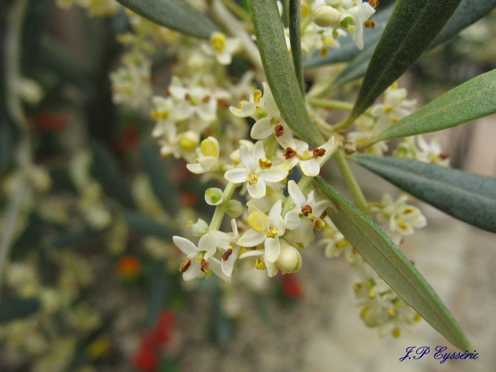 fleur olivier